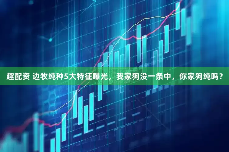 趣配资 边牧纯种5大特征曝光，我家狗没一条中，你家狗纯吗？